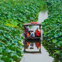 蘇州少兒暑假夏令營賞千畝荷花人與自然探索體驗營活動拓展報名中